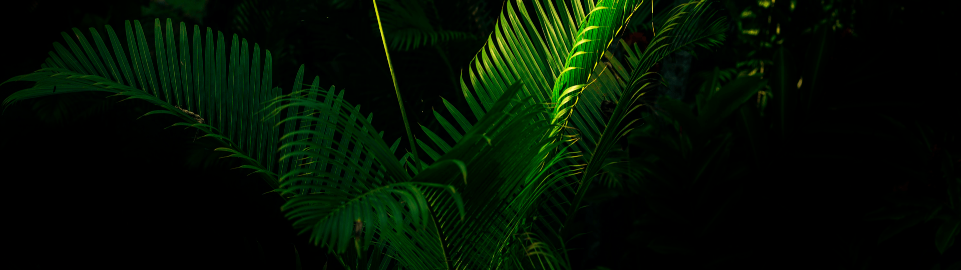 Jungle Flora CBD