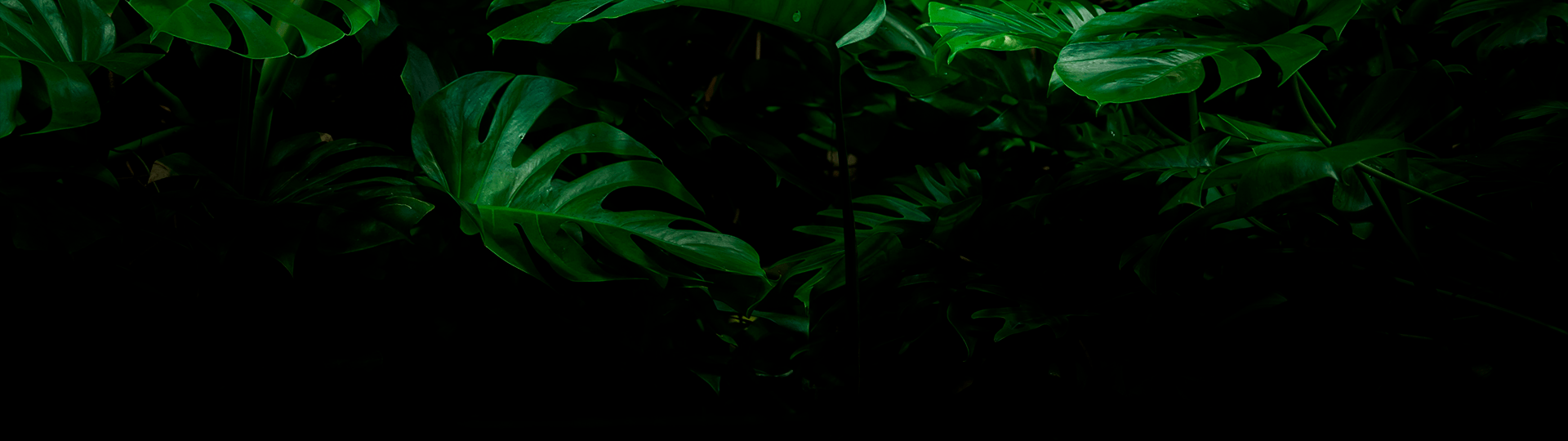 Jungle Flora CBD