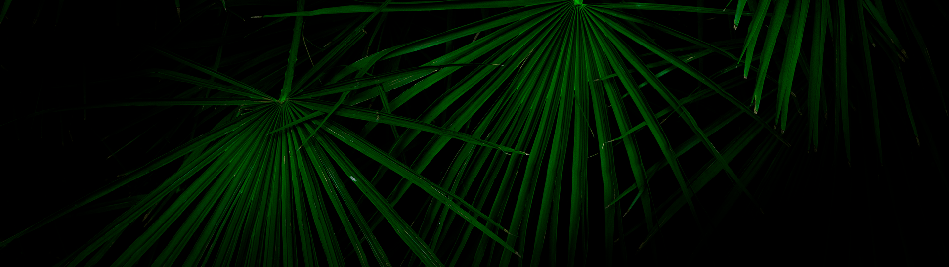 feuilles jungle