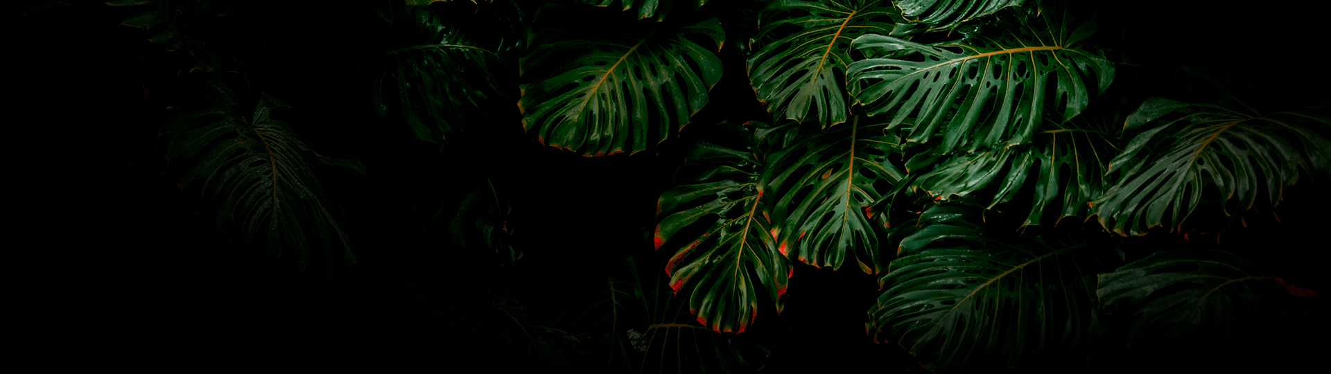 jungle