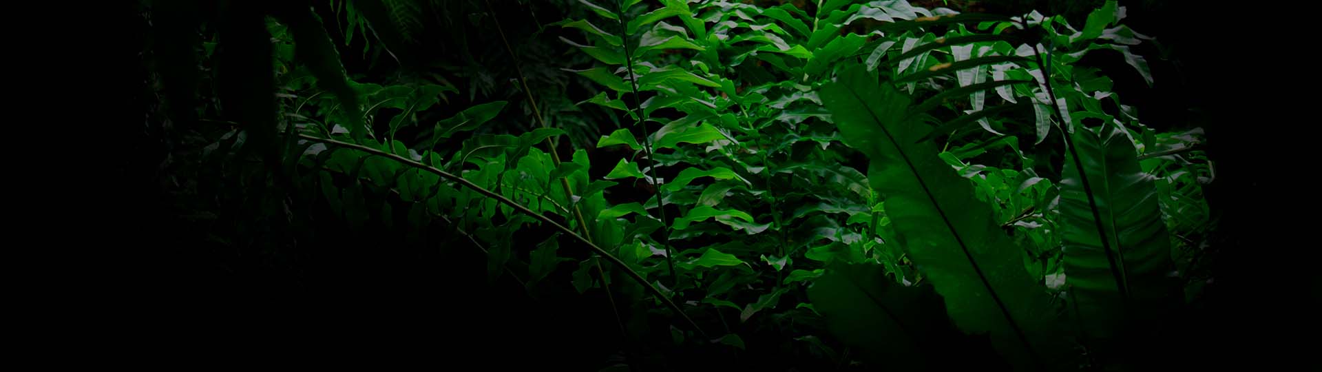 Jungle Flora CBD
