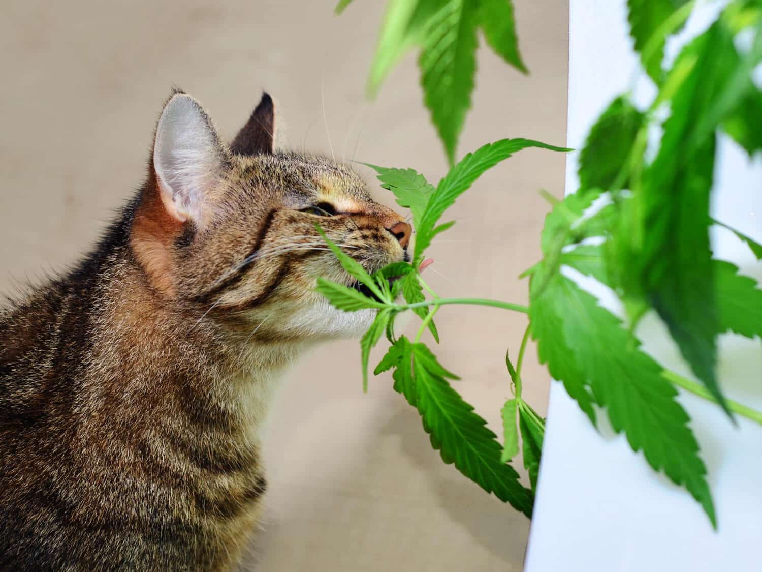 cbd pour chat