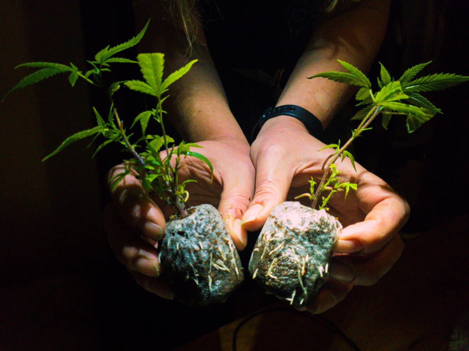 cultiver du cbd faire pousser graines