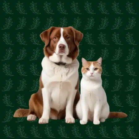 cbd animaux