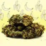 banana cream cbg