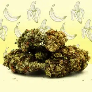 banana cream cbg