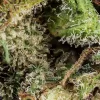 L.A Cali CBD - Magic CBD – Image 2