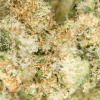 Critical 2.0 CBD Zoom