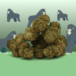 Gorilla Glue CBD