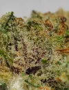 Purple Haze CBD - Magic CBD – Image 2