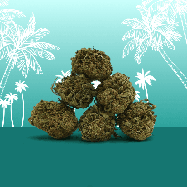 Petites têtes hawaiian CBD