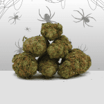 White Widow