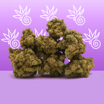 amnesia CBD hydroponique
