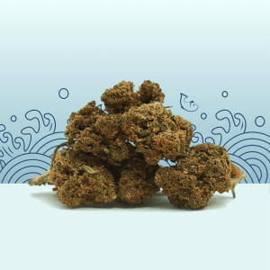 Petites Tetes OG Kush