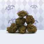 Harlequin CBD