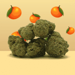 mandarine cbd sur fond coloré