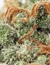 White Widow CBD - Magic CBD – Image 2