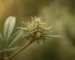 Illustration d’une inflorescence de chanvre avec bractées, stigmates et petites feuilles