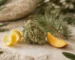 Illustration d’une fleur de chanvre avec citron, pin et mangue évoquant ses arômes