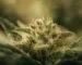 Illustration macro de trichomes glandulaires à la surface d’une fleur de chanvre