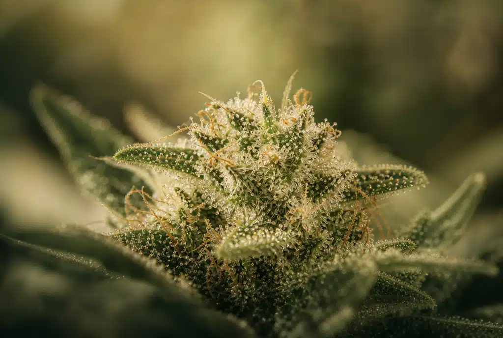 Illustration macro de trichomes glandulaires à la surface d’une fleur de chanvre
