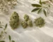 Illustration comparant une grosse tête de chanvre, des small buds et du trim